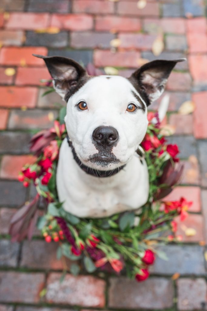 salem ma wedding, for the love of paws, how to include your pet in your wedding day